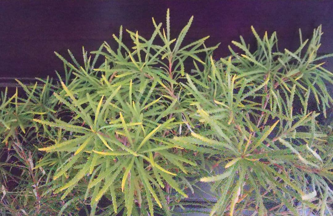 希少:バンクシア【ヘアピン:スピヌロサ】苗 観葉植物 イエローオレンジ苗木 庭木