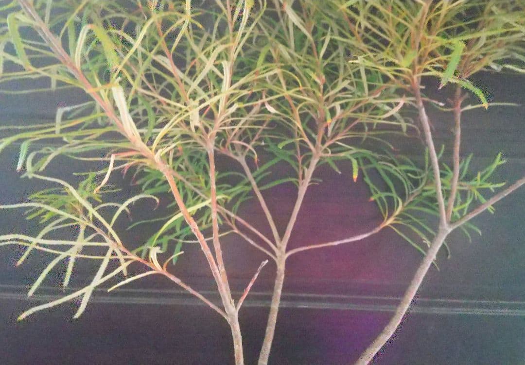 希少:バンクシア【ヘアピン:スピヌロサ】苗 観葉植物 イエローオレンジ苗木 庭木