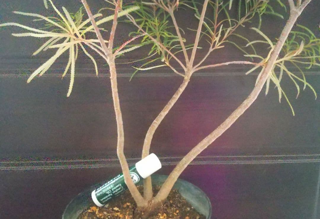 希少:バンクシア【ヘアピン:スピヌロサ】苗 観葉植物 イエローオレンジ苗木 庭木