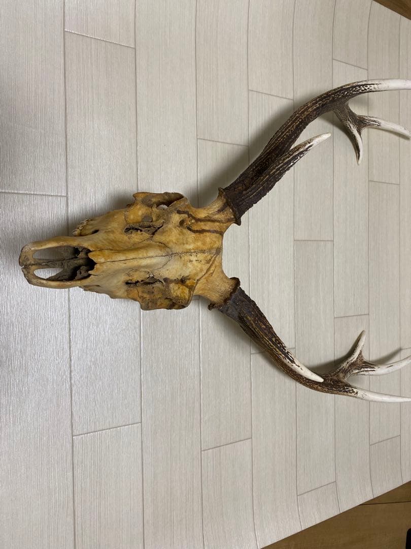 鹿の角です