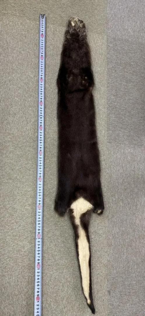 高品質！ カナダカワウソの毛皮　１点もの