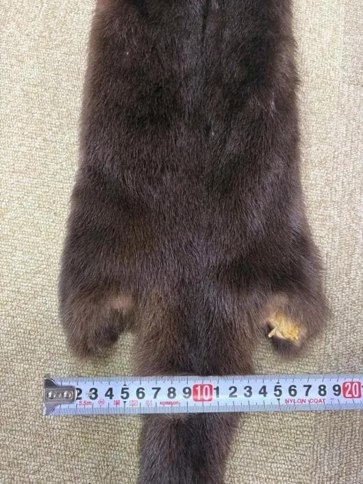 高品質！ カナダカワウソの毛皮　１点もの