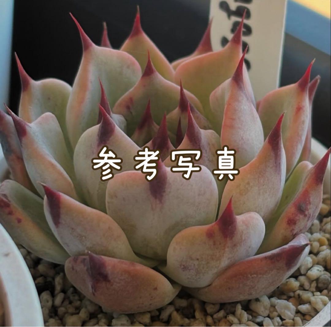 17.【札付き】Next Engage hyb. ASOBINI多肉植物