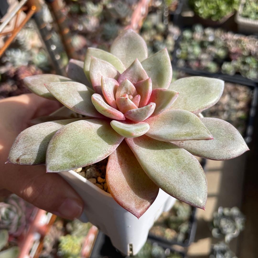 多肉植物エケベリア　ドイツシャンペン