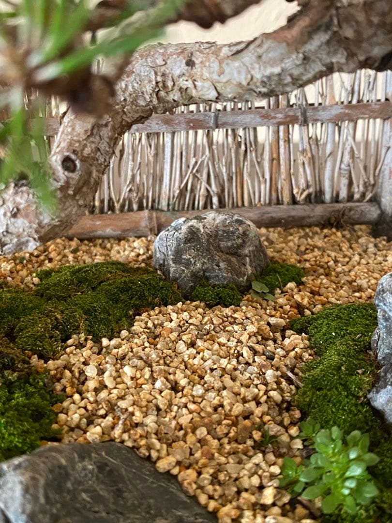 黒松の盆栽で作る和風庭園