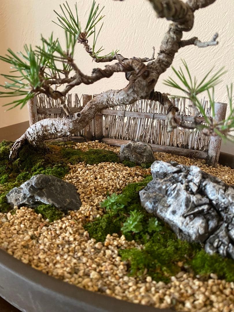 黒松の盆栽で作る和風庭園
