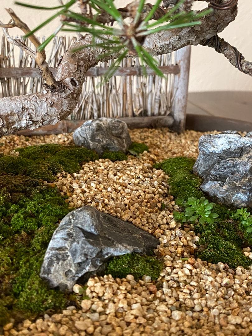 黒松の盆栽で作る和風庭園