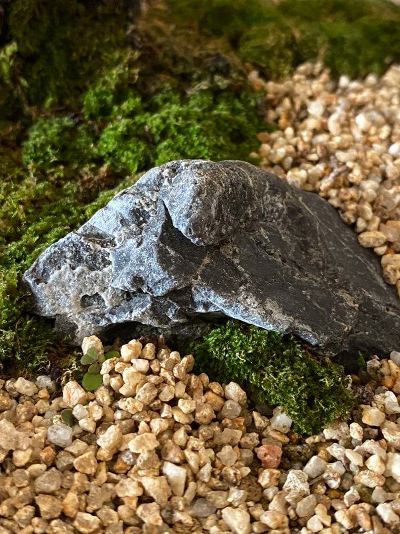 黒松の盆栽で作る和風庭園