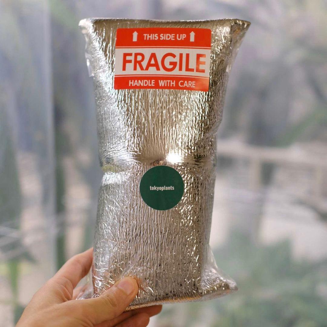 A. kunayalensis × A.Zara Michelle｜アンスリウム