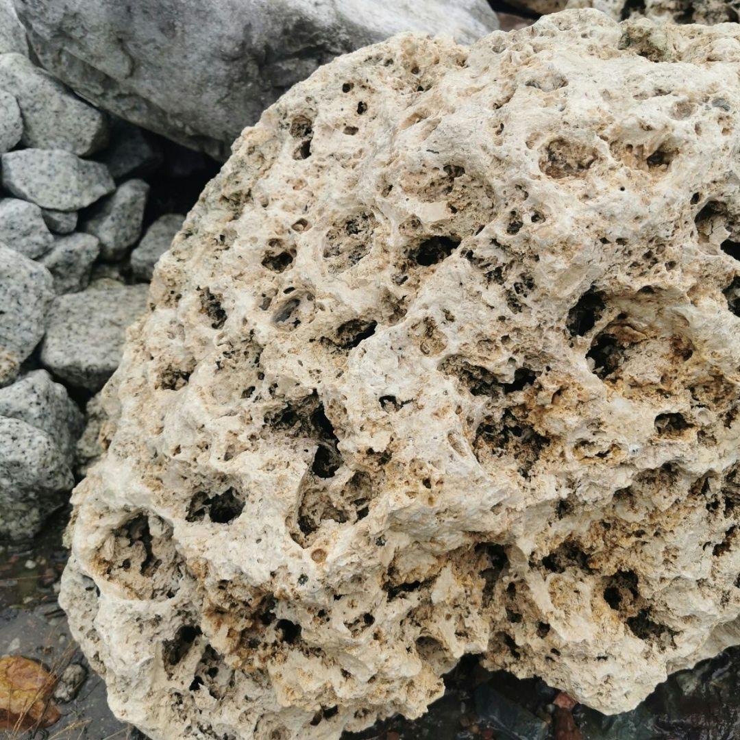 サンゴ石　104キロ　庭石　石　鑑賞石 石材　庭　ガーデニング　置物