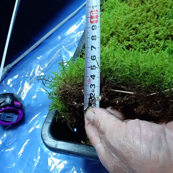 ★完全品/ハイ苔5年物10個セット/庭や苔玉/厚約2cm/長47幅32