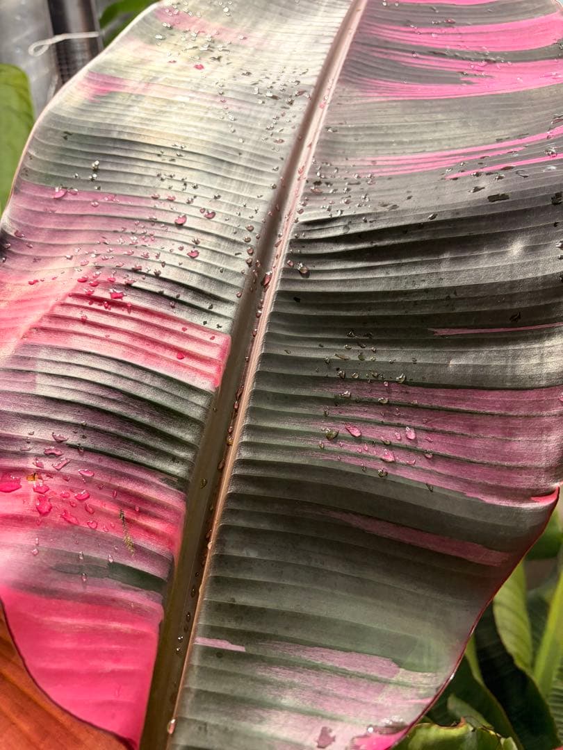 温室整理セール 特大苗 子株有 Musa Nono Pink ピンク斑 ムサノノ