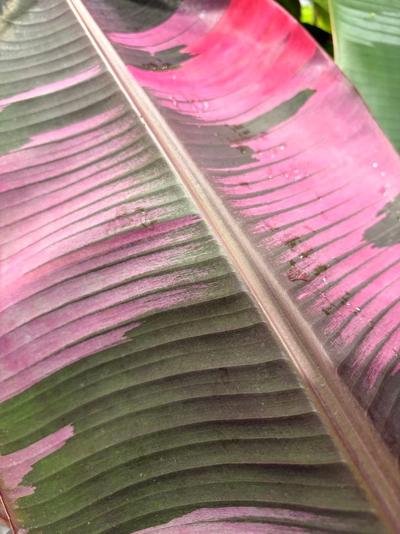 温室整理セール 特大苗 子株有 Musa Nono Pink ピンク斑 ムサノノ