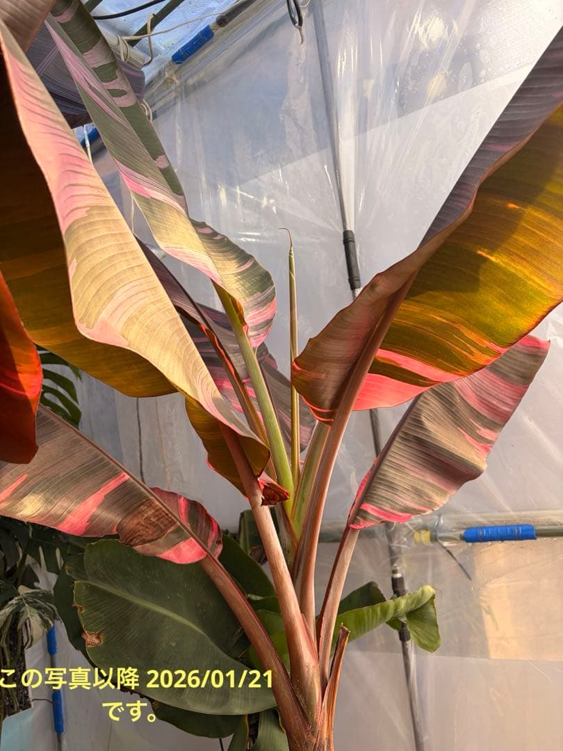 温室整理セール 特大苗 子株有 Musa Nono Pink ピンク斑 ムサノノ