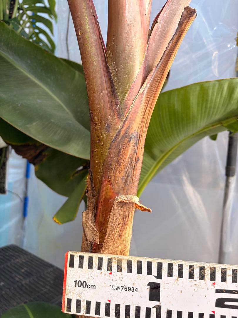 温室整理セール 特大苗 子株有 Musa Nono Pink ピンク斑 ムサノノ