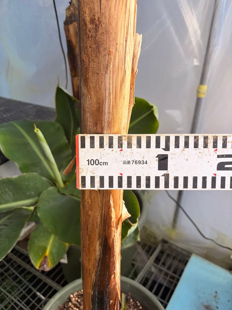 温室整理セール 特大苗 子株有 Musa Nono Pink ピンク斑 ムサノノ