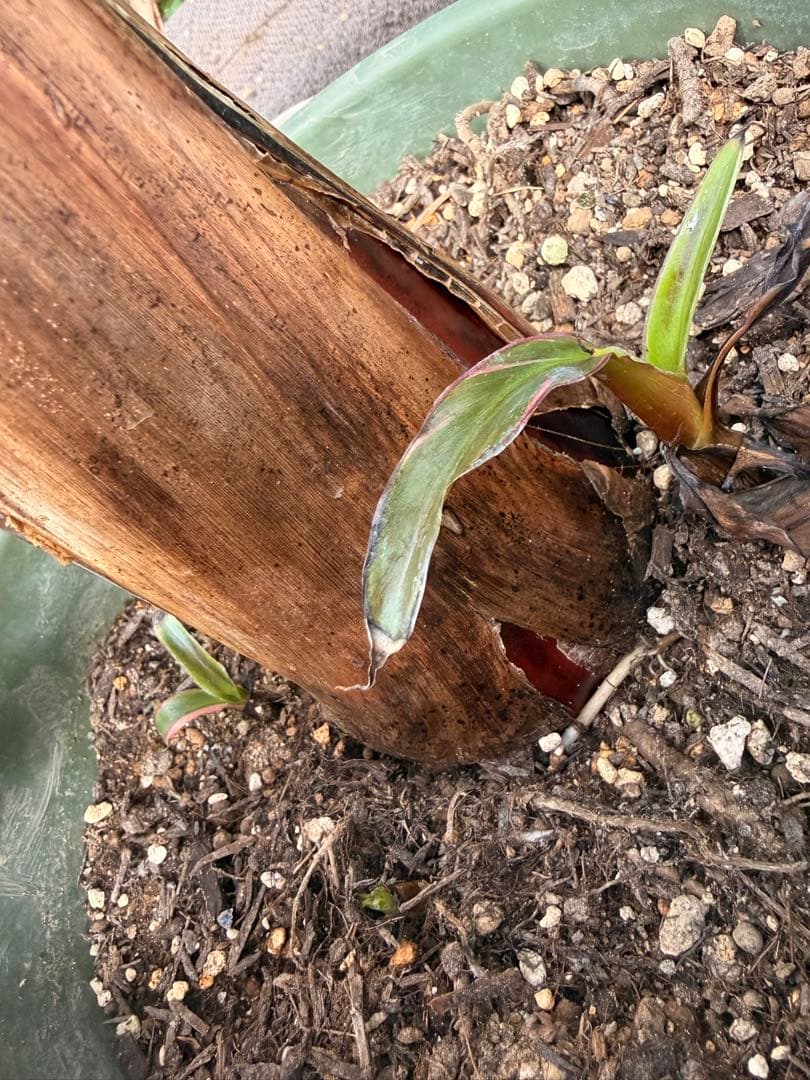 温室整理セール 特大苗 子株有 Musa Nono Pink ピンク斑 ムサノノ