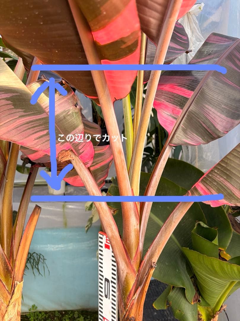 温室整理セール 特大苗 子株有 Musa Nono Pink ピンク斑 ムサノノ