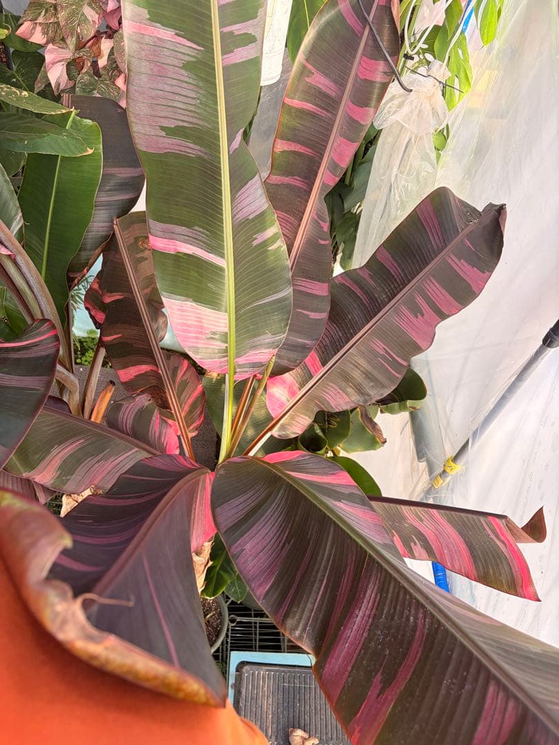 温室整理セール 特大苗 子株有 Musa Nono Pink ピンク斑 ムサノノ