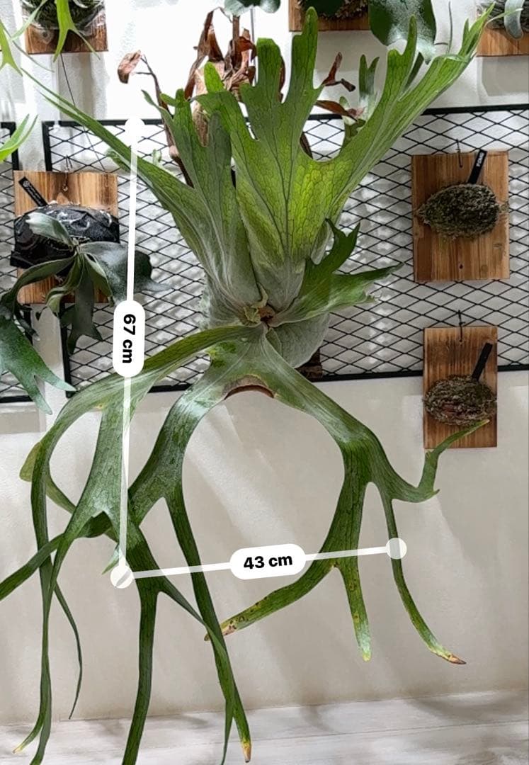 P.Superbum超大株/美株　スパーバム