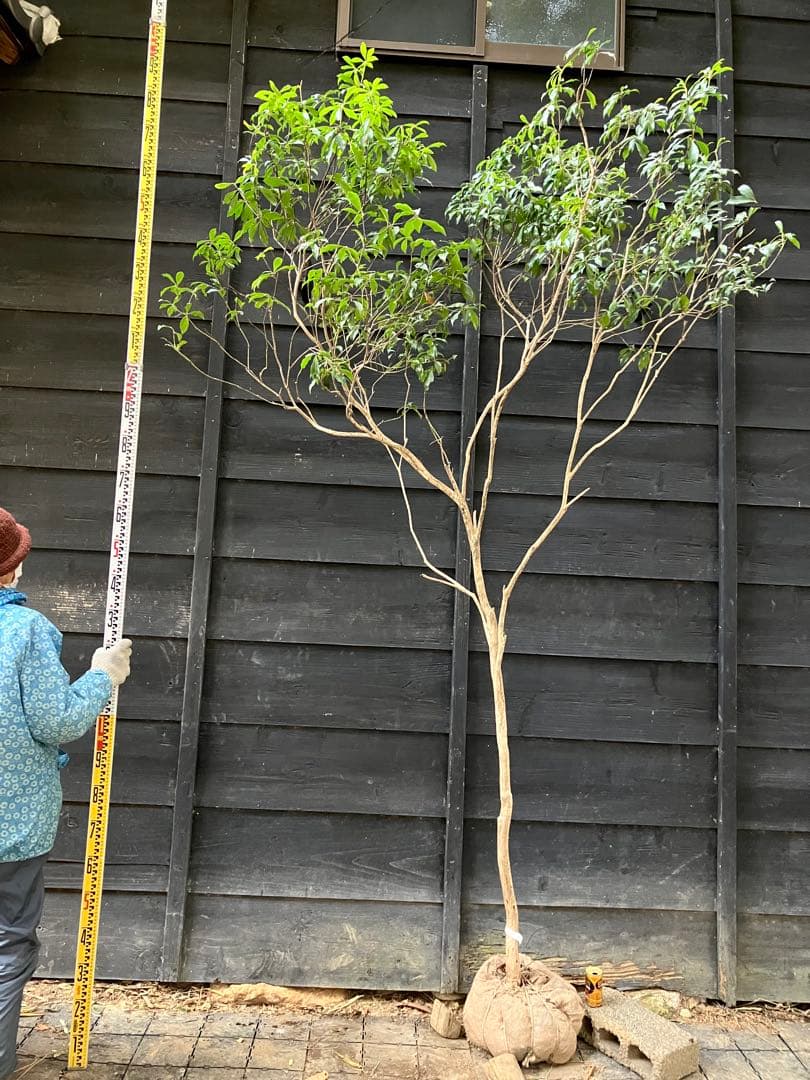 50 山採り　アセビ