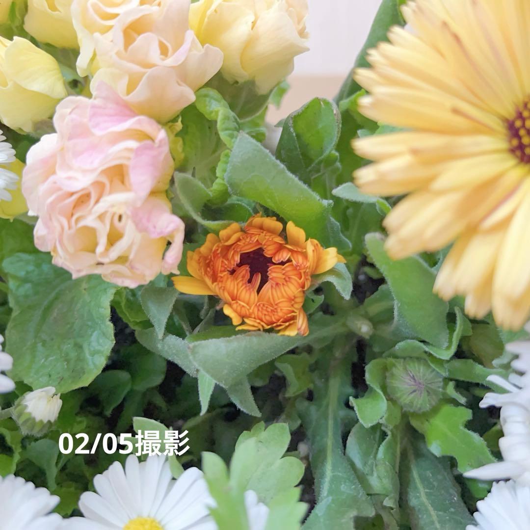 のんまま♬　季節のお花たくさん♪春の寄せ植え*大きめ鉢＊
