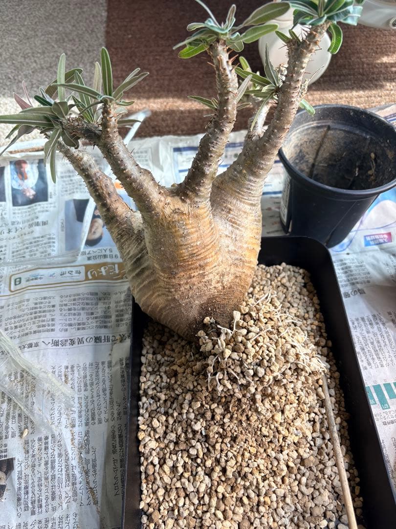 パキポディウムグラキリス　現地株　中型 塊根植物
