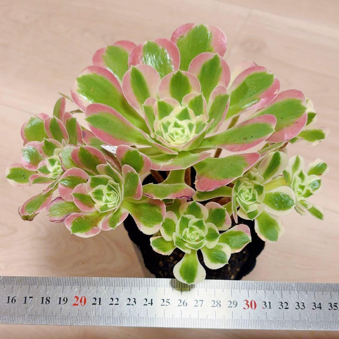 22#多肉植物アエオニウム錦❤️リバーストーン❤️ 1大頭10小頭22cm 拔き苗