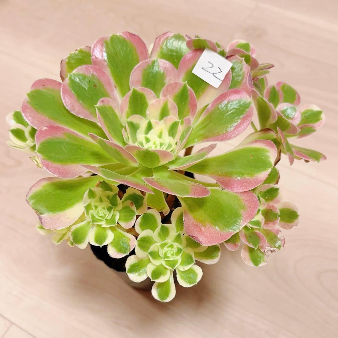 22#多肉植物アエオニウム錦❤️リバーストーン❤️ 1大頭10小頭22cm 拔き苗