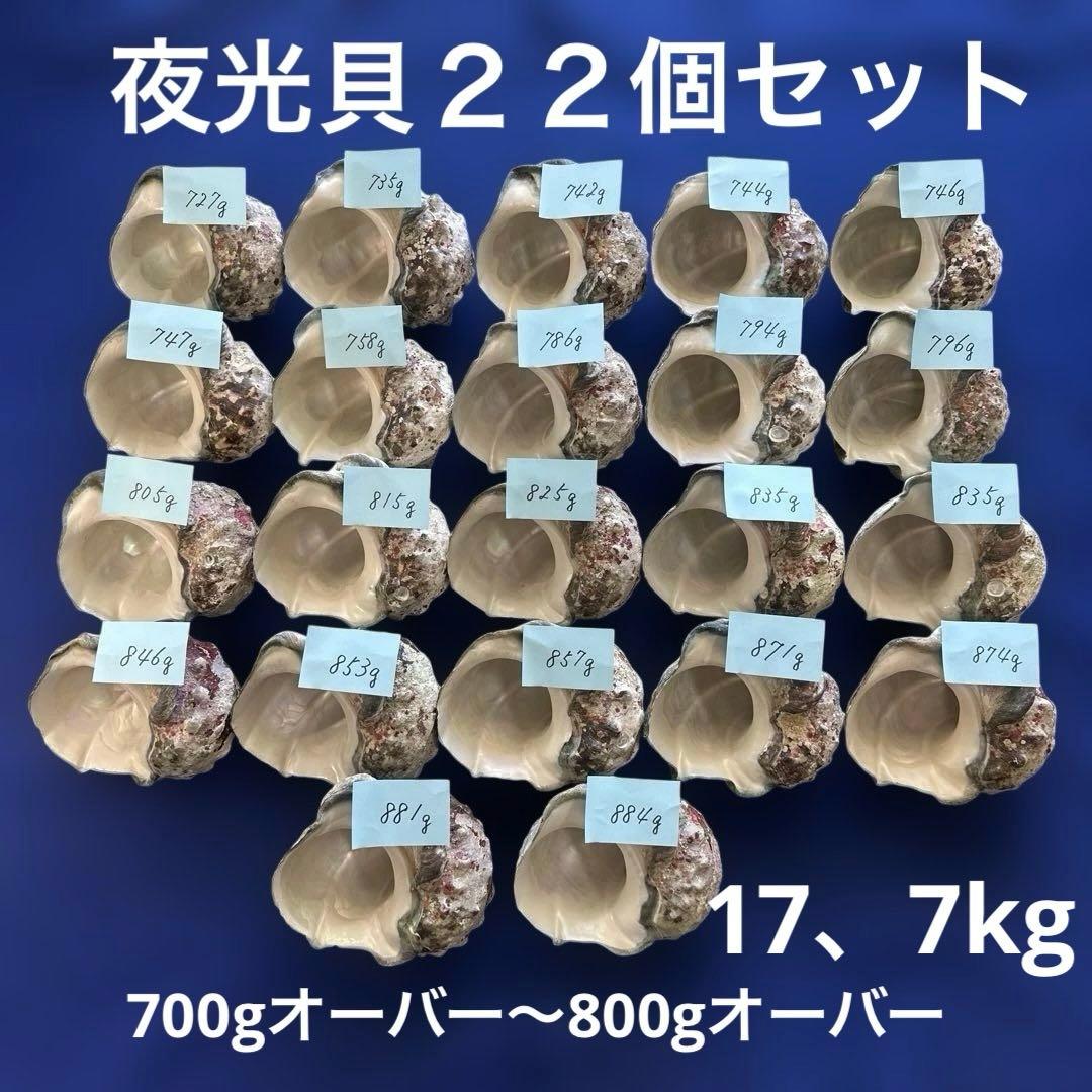 夜光貝　ヤコウ貝　まとめ売り　22個　17、7kg アクセサリー　ルアー