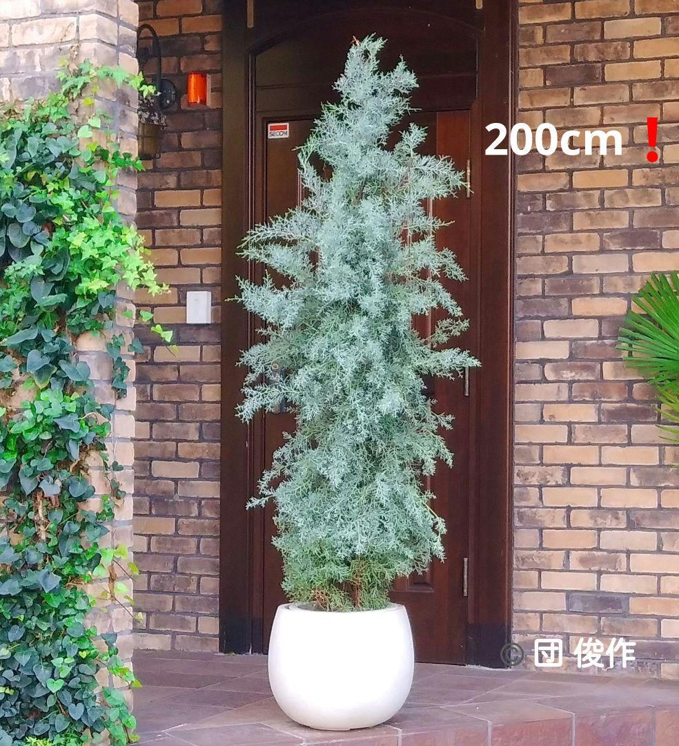 ブルーアイス 苗 200cm❗10号 綺麗な葉色 シルバーブルー 大型 自然樹形