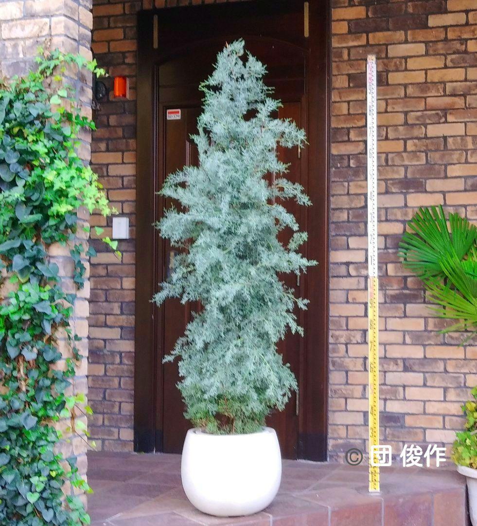 ブルーアイス 苗 200cm❗10号 綺麗な葉色 シルバーブルー 大型 自然樹形