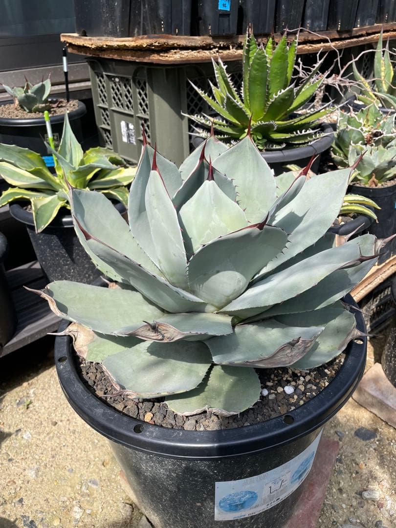 アガベ パリー トランカータ オリザバ ホーチエンシス ドライガーデン