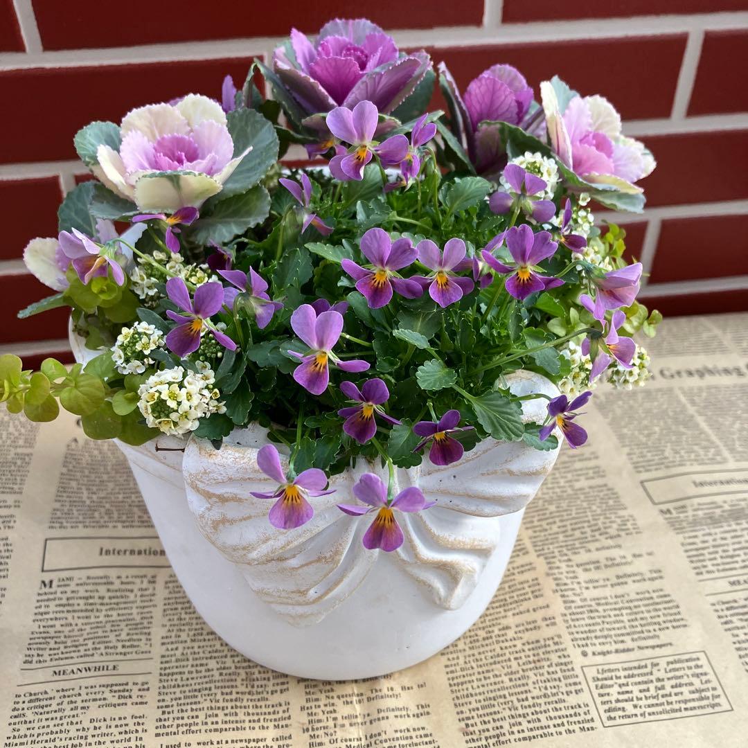 ビオラパンプキンの寄植え ビオレッタの寄植え