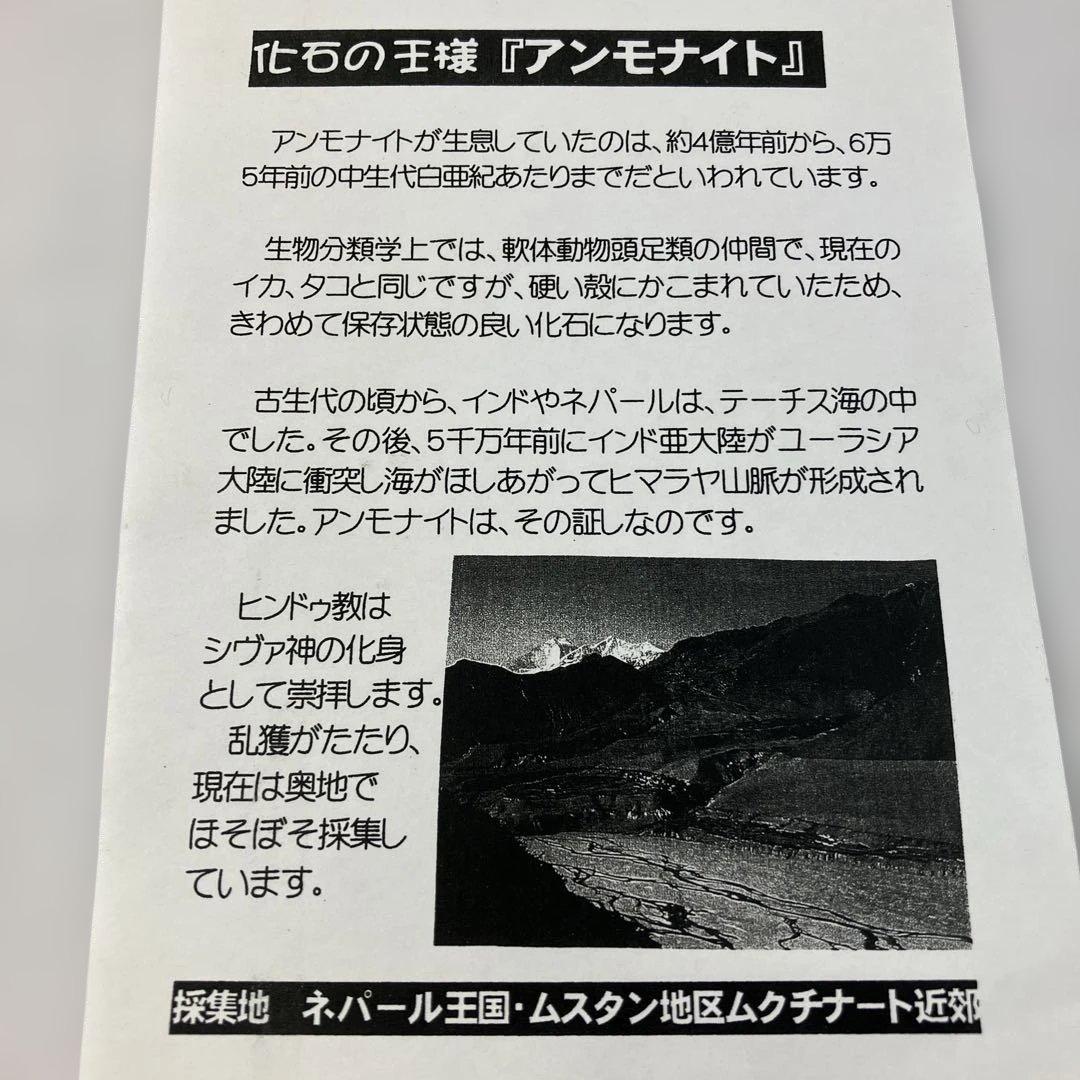 ネパール産のアンモナイト