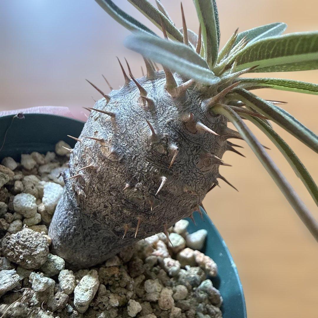 【極上】グラキリス 2号ポット まんまるグラキリス 実生4年 耐寒性有り