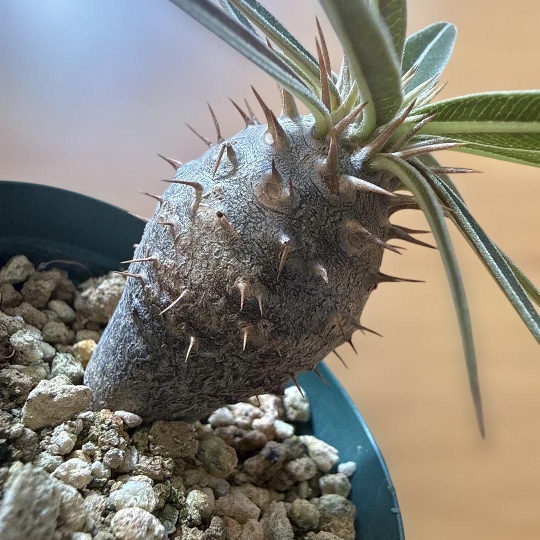 【極上】グラキリス 2号ポット まんまるグラキリス 実生4年 耐寒性有り