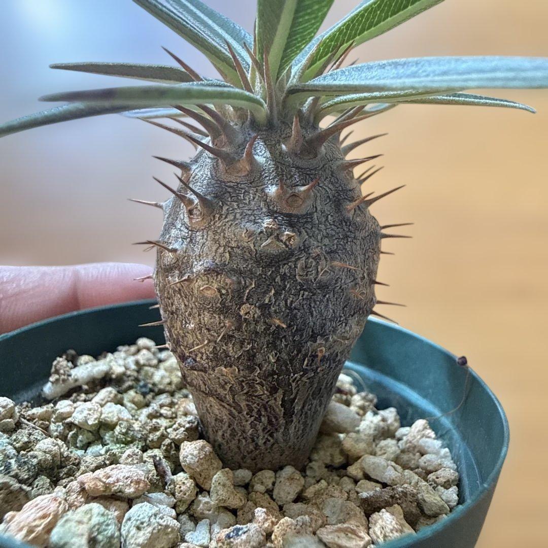 【極上】グラキリス 2号ポット まんまるグラキリス 実生4年 耐寒性有り