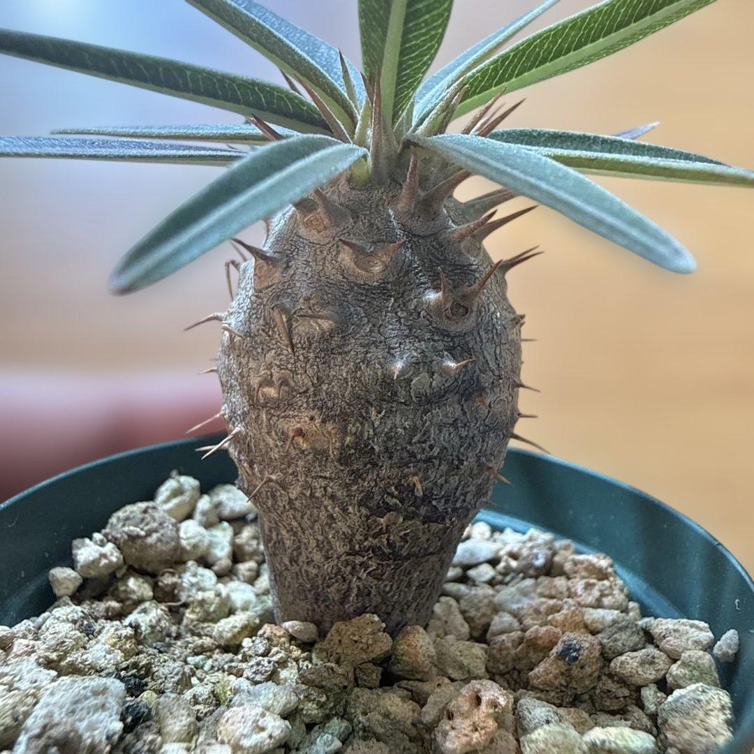 【極上】グラキリス 2号ポット まんまるグラキリス 実生4年 耐寒性有り