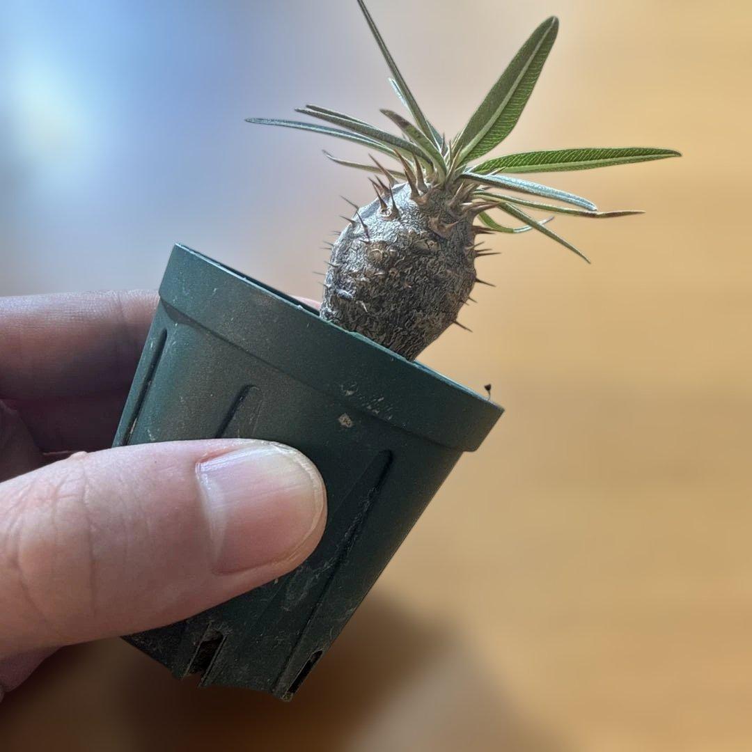 【極上】グラキリス 2号ポット まんまるグラキリス 実生4年 耐寒性有り