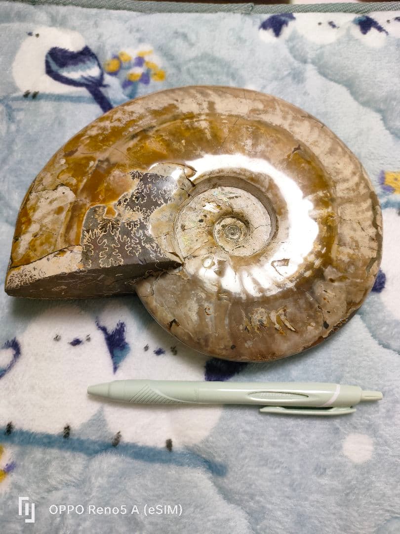 ☆アンモナイト☆約1キロある！？