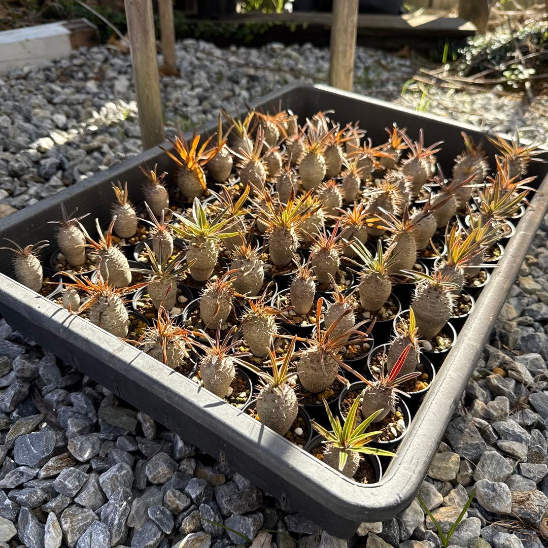 パキポディウムグラキリス