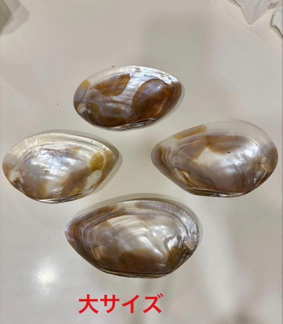 【池蝶貝/養殖/浄化皿/お買い得】シェル 皿 ケース アクセサリー入れ 小物入れ