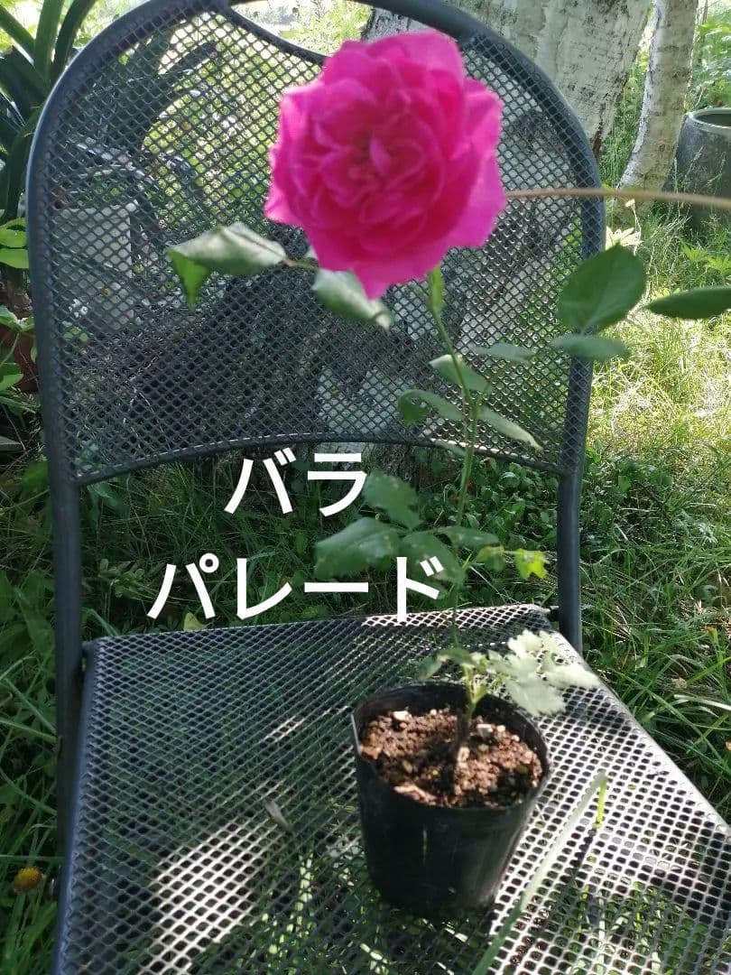 バラ　パレード　挿し木3年目
