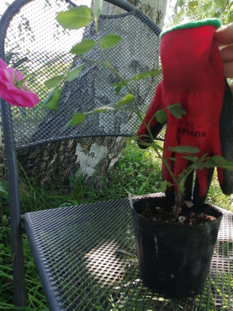 バラ　パレード　挿し木3年目