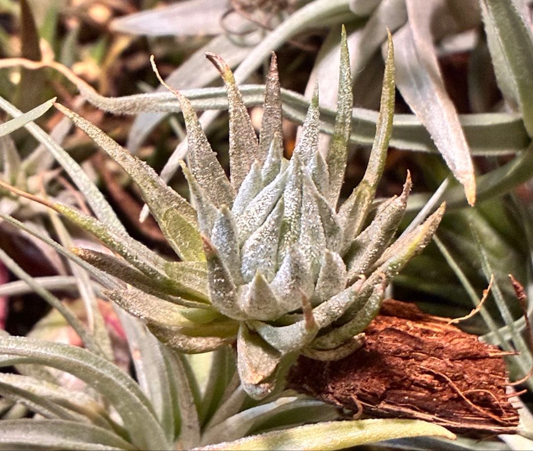 s*r様 Tillandsia ionantha ‘Haselnuss' Koe