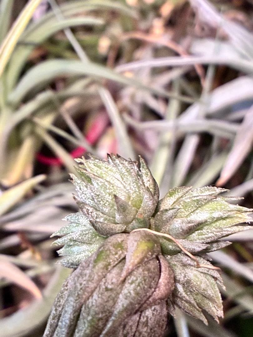 s*r様 Tillandsia ionantha ‘Haselnuss' Koe