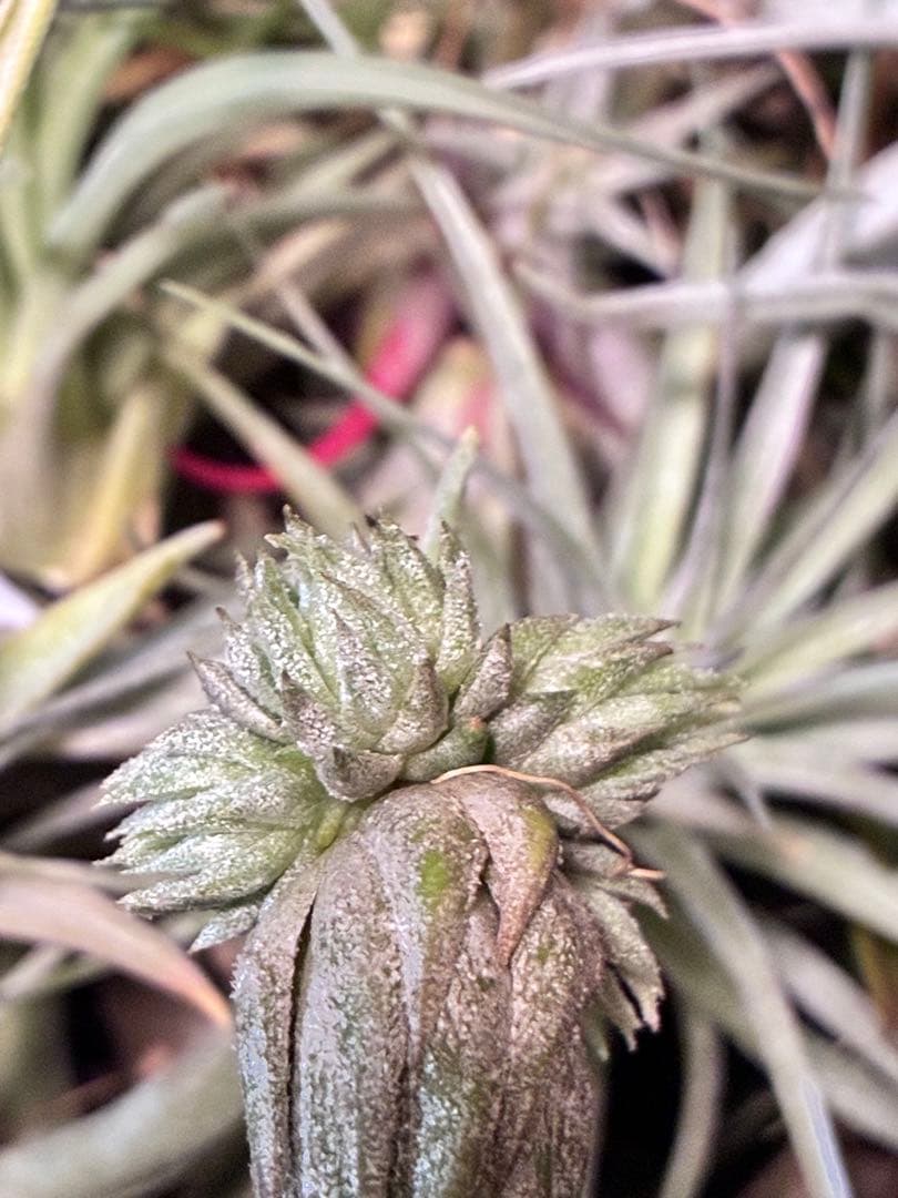 s*r様 Tillandsia ionantha ‘Haselnuss' Koe