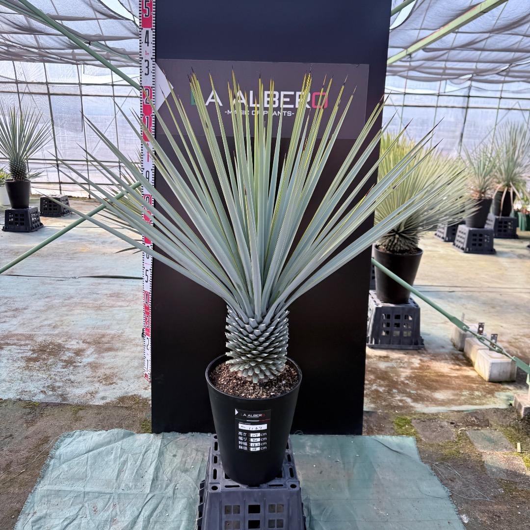 【AL1167】ユッカ　リギダ