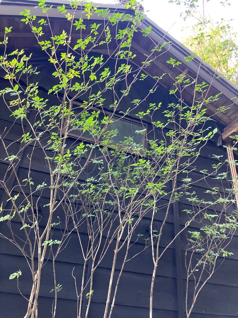 キメラ40 山採り　アオダモ